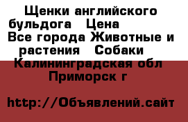 Щенки английского бульдога › Цена ­ 40 000 - Все города Животные и растения » Собаки   . Калининградская обл.,Приморск г.